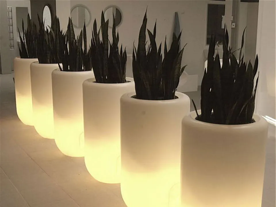 Beleuchtete Pflanzgefäße mit Sansevieria – Objektdekoration mit Licht und Grün