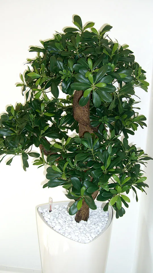 Naturechter Ficus-Bonsai als Textilpflanze für Büro und Empfang